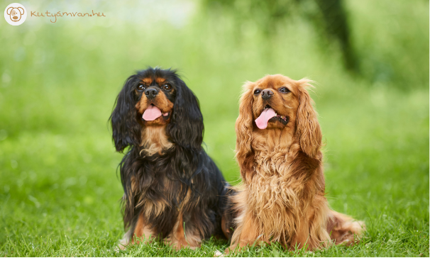 A Cavalier King Charles Spaniel kifejezetten társasági lény.