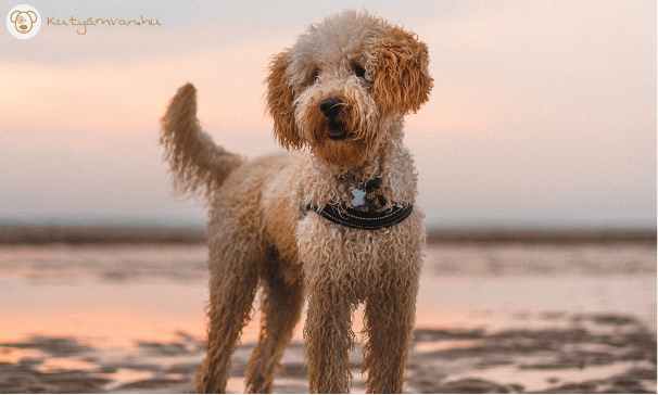 A Labradoodle nagyon jól kijön más kutyákkal.