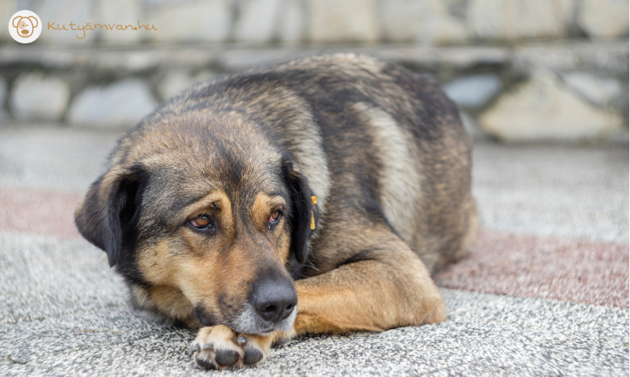 Tilos lesz élő állattal koldulni. Forrás: Canva