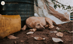 kutyával koldulás szabályozás