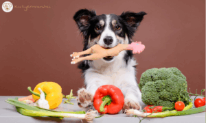 Íme az 5 legfontosabb tápanyag, amit a kutyádnak mindenképp biztosítanod kell és néhány tipp, hogyan érdemes megoldani!