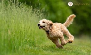 12 jel, hogy a kutyád makk egészséges