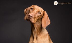 Mennyi igaz a kutyás mítoszokból? 5 népszerű tévhit, amit ideje elfelejteni