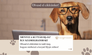 Mennyire okos a kutyád? Tudd meg egyszerű tesztekkel! Fedezd fel, hogyan mérheted a kutya IQ-ját otthon!