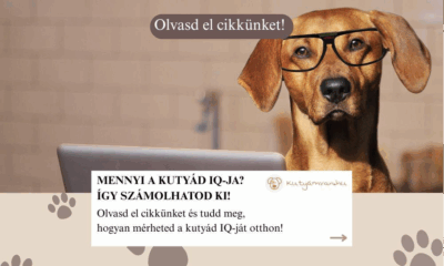 Mennyire okos a kutyád? Tudd meg egyszerű tesztekkel! Fedezd fel, hogyan mérheted a kutya IQ-ját otthon!