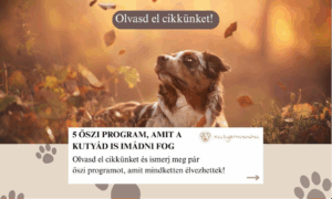 Őszi programok, amit a kutyád is imádni fog