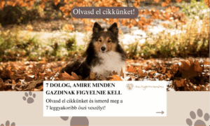 Őszi veszélyek: 7 dolog, amire minden gazdinak figyelnie kell