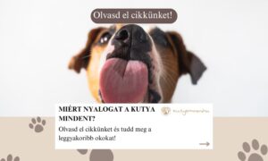 Miért nyalogat a kutya mindent?