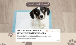 hogyan szoktassuk a kutyát szobatisztaságra