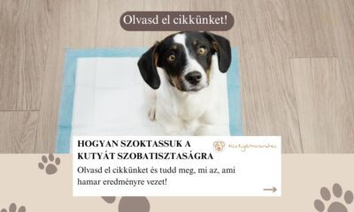 hogyan szoktassuk a kutyát szobatisztaságra