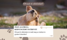 őszi allergia