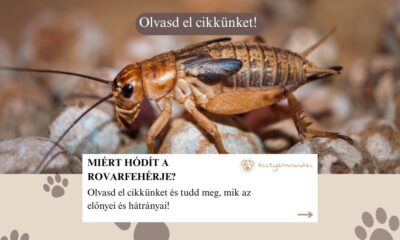 rovarfehérje