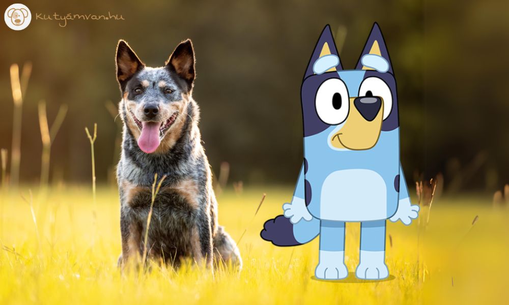 Bluey kutyáknak