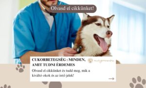 Kutya cukorbetegség