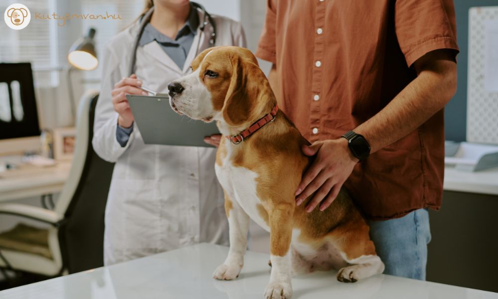 Kutya cukorbetegség tünetei