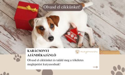 Karácsonyi ajándékajánló