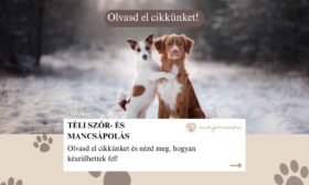 téli szőr- és mancsápolás