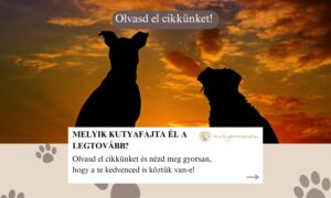 kutyafajta