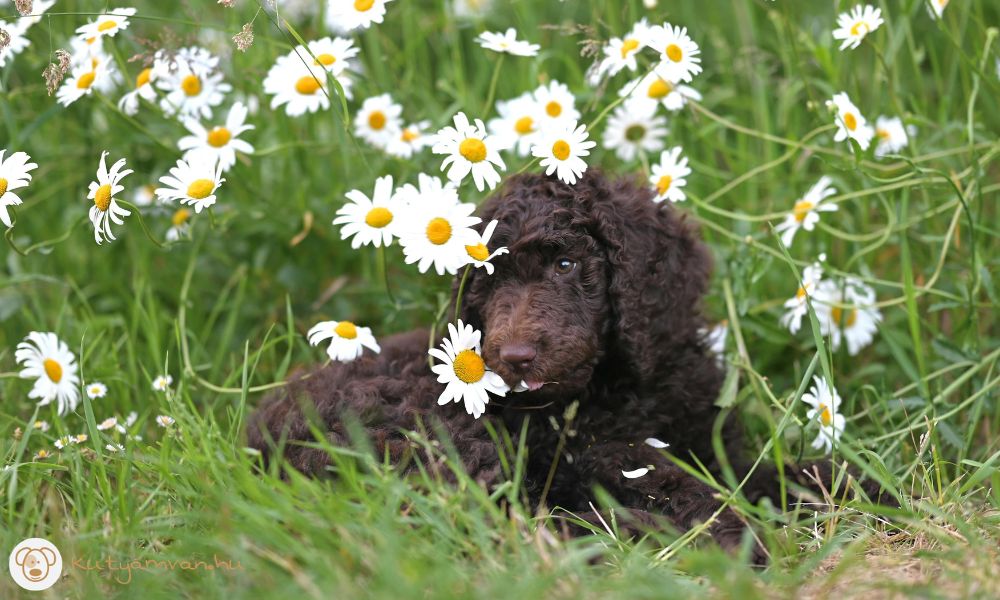 tavasz kutya