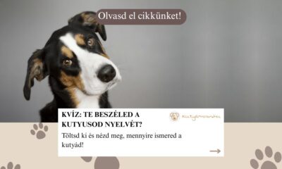 kvíz