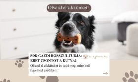 Ehet csontot a kutya