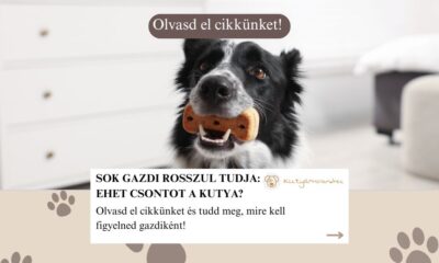 Ehet csontot a kutya