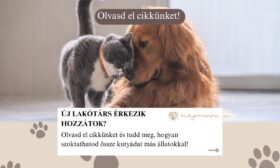 kutya összeszoktatása