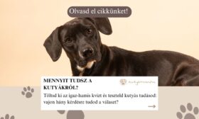 kvíz
