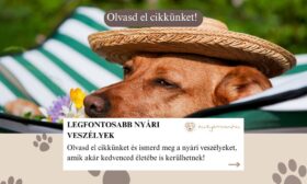 nyári veszélyek