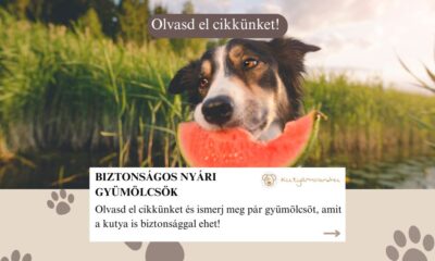 gyümölcsök kutyáknak